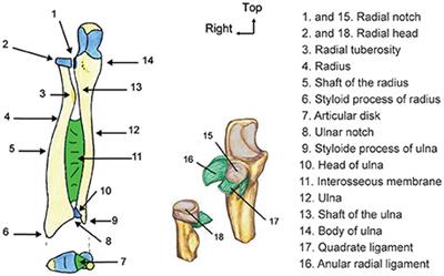 Make Gestures to Learn: Reproducing Gestures Improves the Learning of Anatomical Knowledge More than Just Seeing Gestures